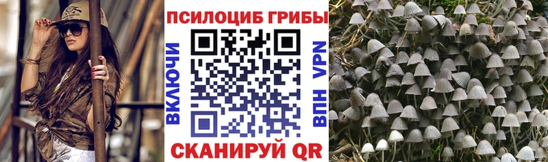 Купить где  Дзержинск  Псилоцибиновые грибы Cubensis 